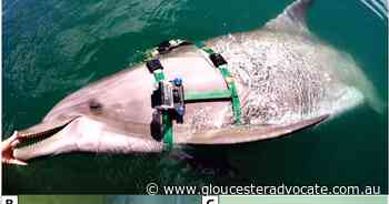 American scientists filmed military dolphins surprising hunt in the Pacific Ocean - Gloucester Advocate