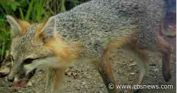 Rabid fox found in Gloucester - CBS Boston