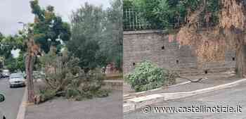 Genzano – Alberi spezzati e rami caduti in via Roma, Città Futura sollecita interventi - CastelliNotizie.it