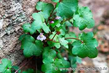 Wo sich die Stadt-Natur in Lahr in Ritzen und Fugen zeigt - Lahr - Badische Zeitung - badische-zeitung.de
