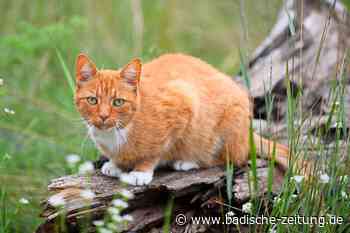 "Die unkontrollierte Vermehrung sorgt für Leid bei den Katzen" - Lahr - Badische Zeitung - badische-zeitung.de