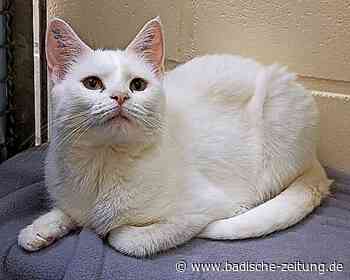 TIER DER WOCHE - Lahr - Badische Zeitung - badische-zeitung.de