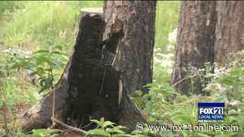 Superior National Forest Recovering Well One Year After Greenwood Fire - FOX 21 Online