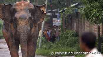 WII cautions against drilling ops near protected forest areas - Hindustan Times