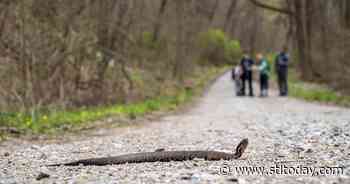 On Snake Road, thousands slither into migration at Shawnee National Forest - St. Louis Post-Dispatch