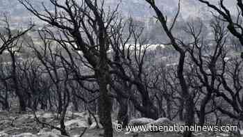 Algeria's Unesco-listed El Kala nature reserve damaged by forest fires - The National