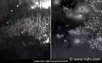Watch: Drone Footage Of Russian Ammunition Catching Fire In Forest - NDTV
