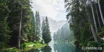 There's hope in seeing the forest and the trees - rabble.ca