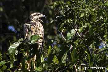 Man who destroyed vast forest wins demise of park - The Associated Press - en Español