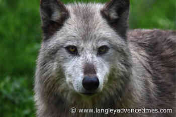 Wolves escape from Aldergrove’s Greater Vancouver Zoo, one still at large - Langley Advance Times
