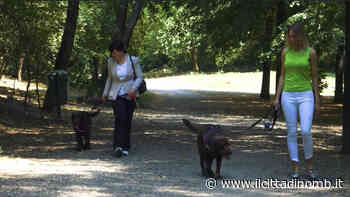 Lissone si schiera ancora una volta nella lotta contro l'abbandono degli animali - Il Cittadino di Monza e Brianza