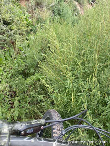 Kids Battle Weeds On Bayo Canyon Trail – Los Alamos Reporter - Los Alamos Reporter