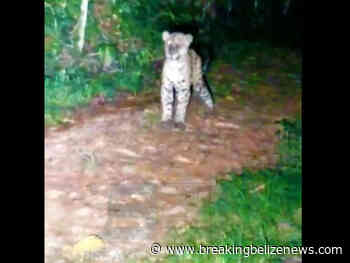 Group on night hiking trail have a rare encounter with a young jaguar in Cockscomb Basin Forest Reserve - Breaking Belize News