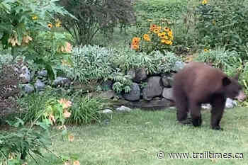VIDEO: Black bear plays in B.C. MP’s bird bath - Trail Times