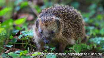Igel mit Hungerfalten - Wie Tiere unter Trockenheit leiden