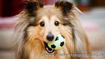 Top 7 Hundespielzeug für unter 20 €