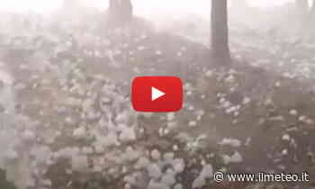 Meteo Cronaca diretta: (Video) Bari, Grandine devastante distrugge tutto, pure il vigneto, a Casamassima - iLMeteo.it