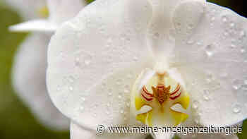 Orchideen gießen: Drei Fehler, die Sie nicht machen sollten