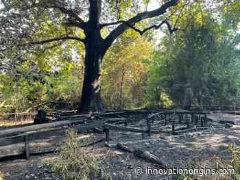 Logboek Klimaat: De waarde van een boom - Innovation Origins NL
