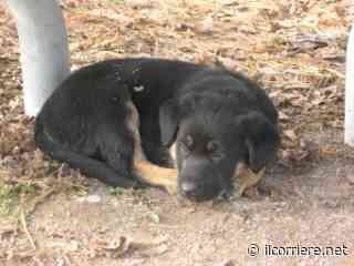 Ad Alba stanziati 115mila euro per il canile - Il Corriere di Alba, Bra, Langhe e Roero