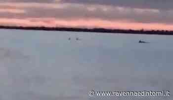 Lo spettacolo dei delfini, all'alba, alla diga di Marina di Ravenna - VIDEO - Ravenna e Dintorni