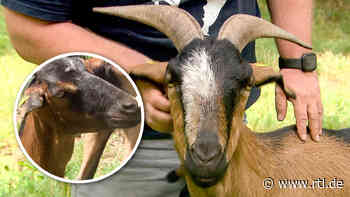 Tierisches Zuhause für süße Ziegen-Geschwister in Siegen gesucht - RTL Online