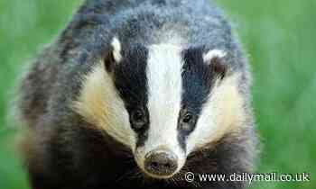 Drought is killing badger populations as they struggle to dig for earthworms