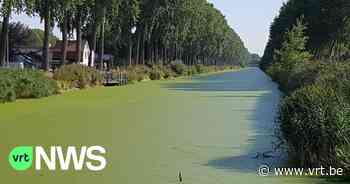 Zwemwedstrijd Damme-Brugge afgelast door eendenkroos - VRT NWS