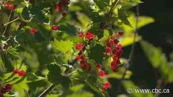 The apple of Wascana Centre's eye: new fruit orchard to diversify trees, feed community