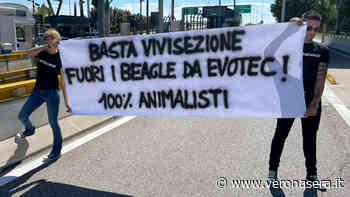 Animalisti bloccano ingresso del casello di Verona Sud per i beagle di Aptuit - VeronaSera