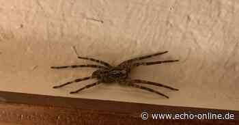 Groß, haarig, achtbeinig: Nosferatu-Spinne in Griesheim - Echo Online
