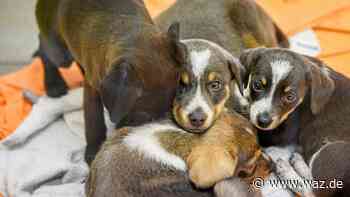 Witten: Veterinäramt warnt vor Kauf von Auslands-Welpen - WAZ News