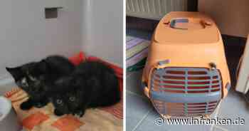 Tierheim Kulmbach wütend über Transportbox-Fund - Kätzchen bei brutaler Hitze ausgesetzt