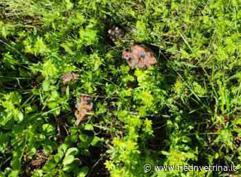 Trovate polpette avvelenate nella pista ciclabile di Rieti - Rietinvetrina