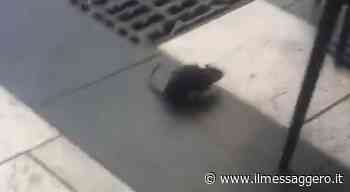 Rieti, condominio con 17 famiglie circondato da topi e rettili: gli inquilini costretti a serrare le finestre - ilmessaggero.it