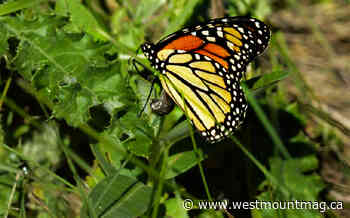 Technoparc Oiseaux refutes ADM claims - Westmount Magazine