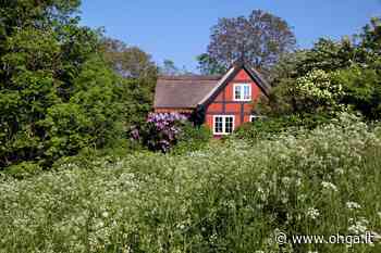 Perché non si dovrebbe tagliare l'erba in estate - Ohga!