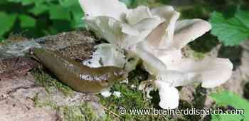 Ask the Master Gardener: Ridding your garden of damaging slugs - Brainerd Dispatch