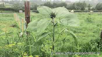 Gourmet Gardener: Fantastic fennel - Offaly Independent