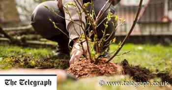 From drought to deluge – a gardener's guide to survival - The Telegraph