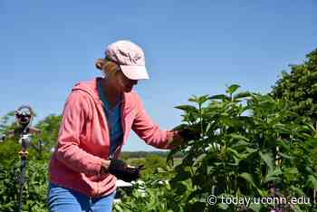 Master Gardener Program Supports Ecologically Sound Gardening at Hammonasset Beach State Park - UConn Today - University of Connecticut