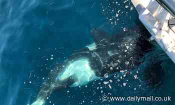 Teenage orcas are attacking sailboats off the coast of Europe in the latest 'temporary cultural fad'