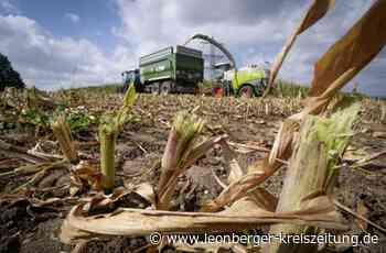 Schlechte Ernte bei Leonberger Landwirt - Der Mais befindet sich im Wasserstress - Leonberger Kreiszeitung