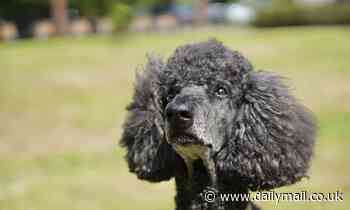 Dogs shed tears of joy when reunited with owners as rush of oxytocin causes their eyes to well up