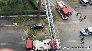 Ramo si spezza e cade su un'auto. Donna rimane bloccata nella vettura