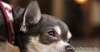 Kronach: Mit Hundewelpen in die Falle gelockt - Frau nimmt fatale Überweisung vor