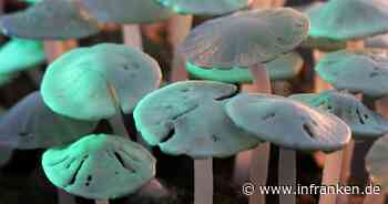 Coburg: Glaskunst und Klimaschutz? Sonderführung auf Veste lädt zu Gesprächen ein