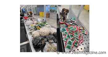 Philadelphia Beagle Brigade protects U.S. agriculture