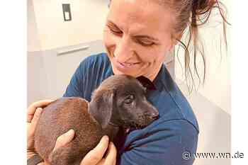Polizisten retten verwahrloste Welpen