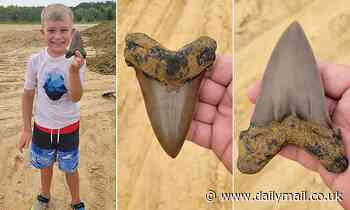 8-year-old boy finds huge tooth from shark that lived 22 million years ago while on vacation